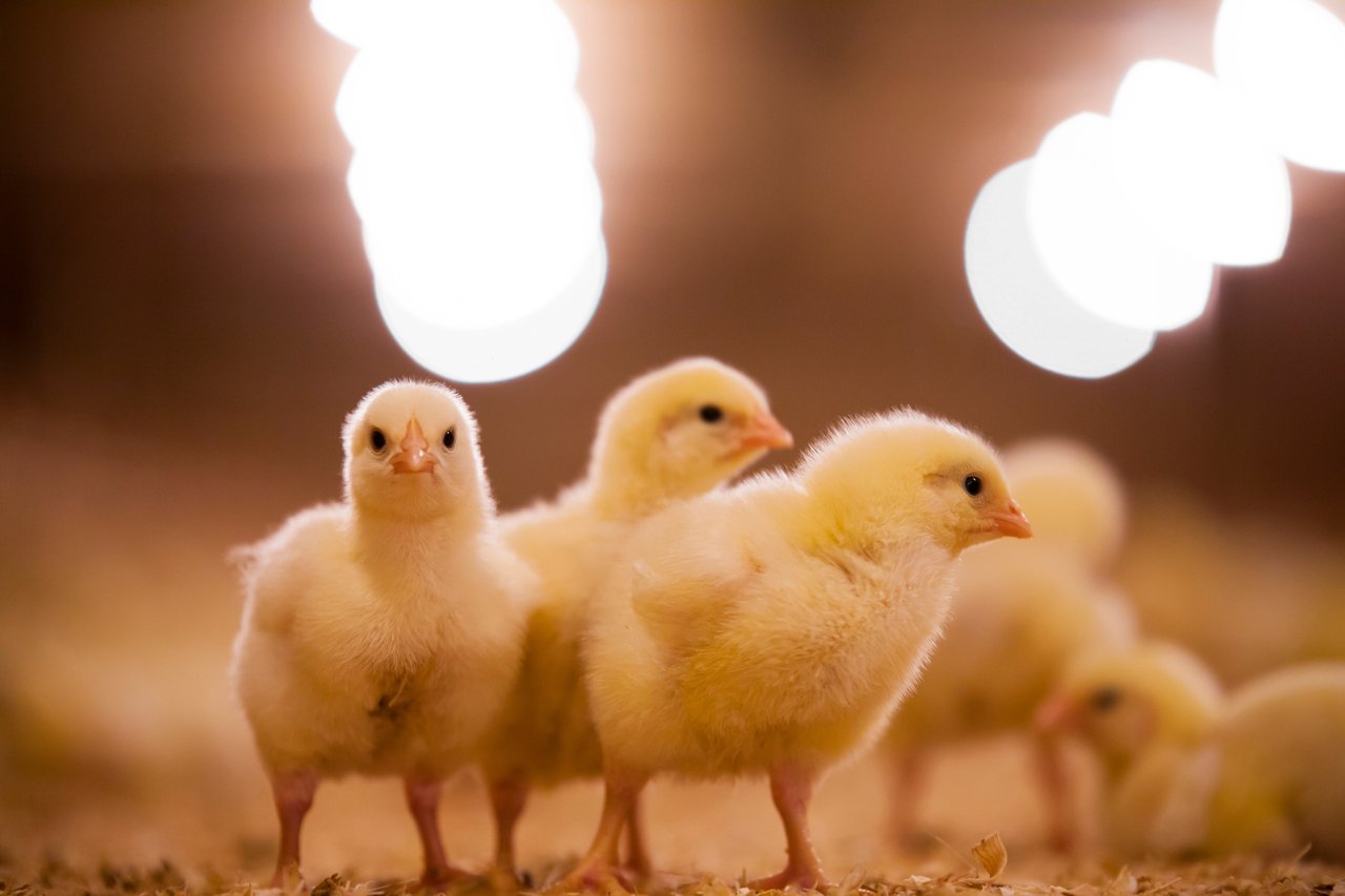 Baby chicks standing together.