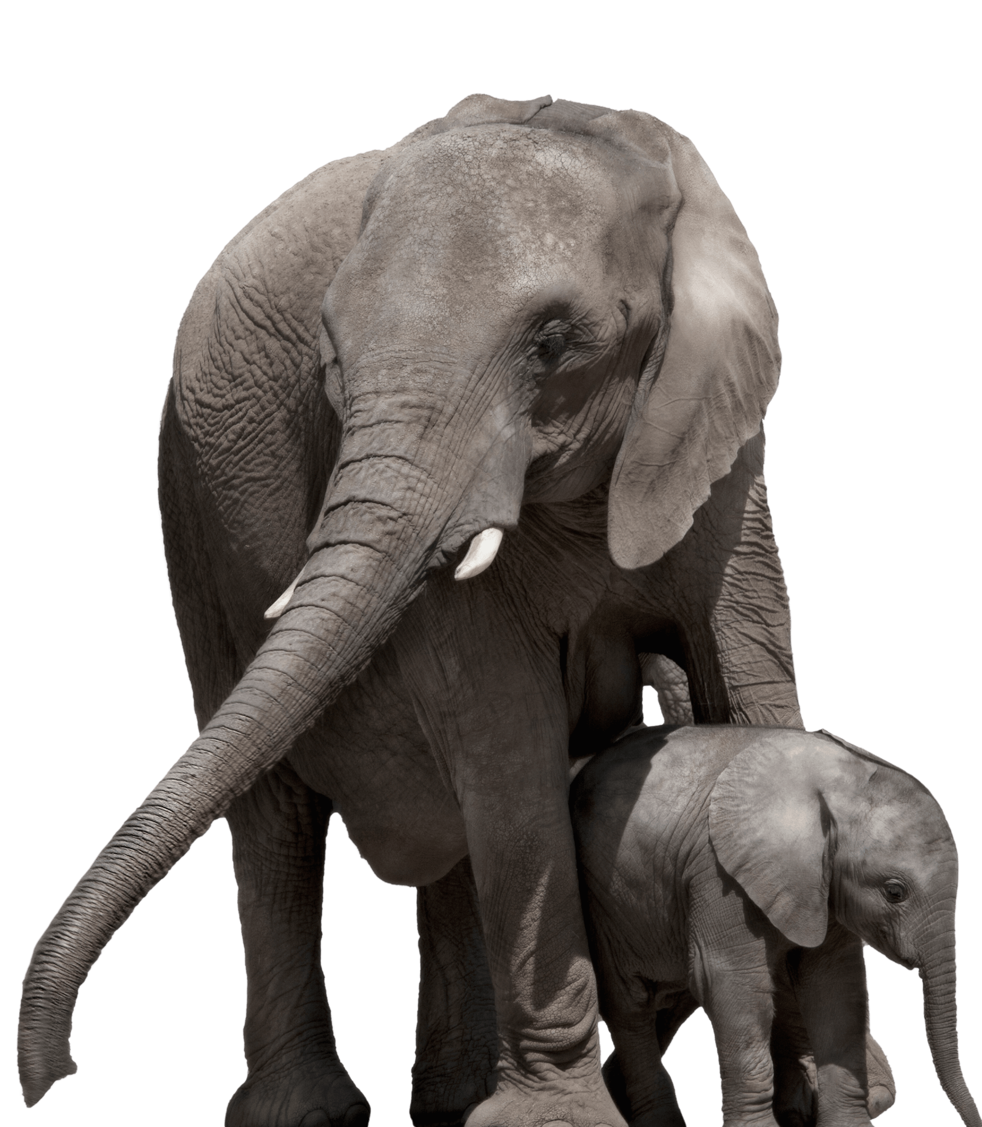 Momma elephant and her baby.
