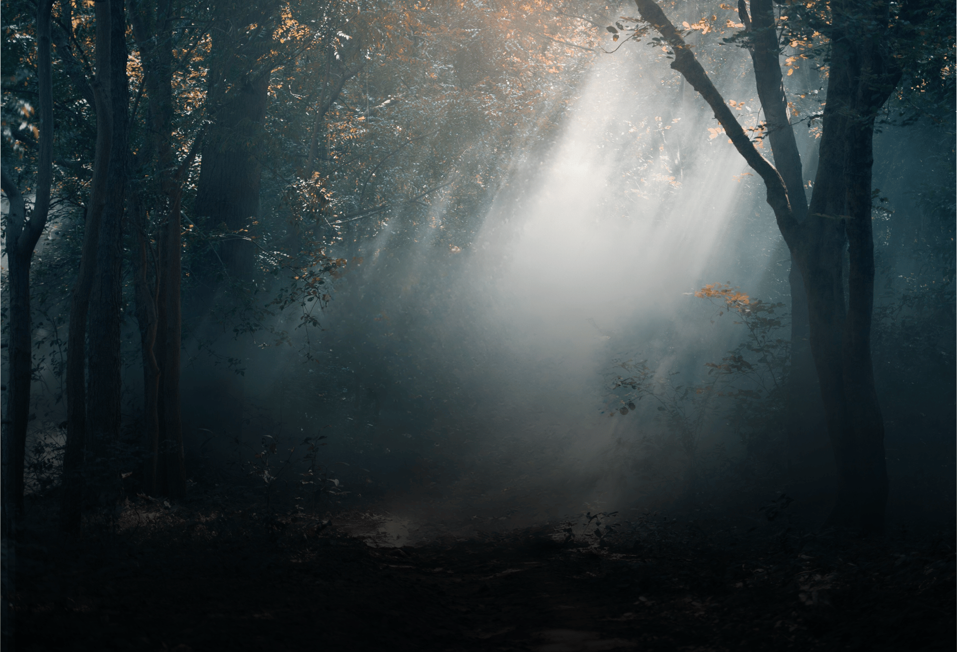Forest with light shining through.